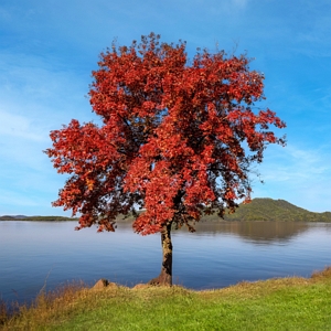 Trident Maple Tree